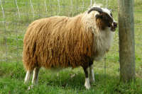 photo of listed lamb